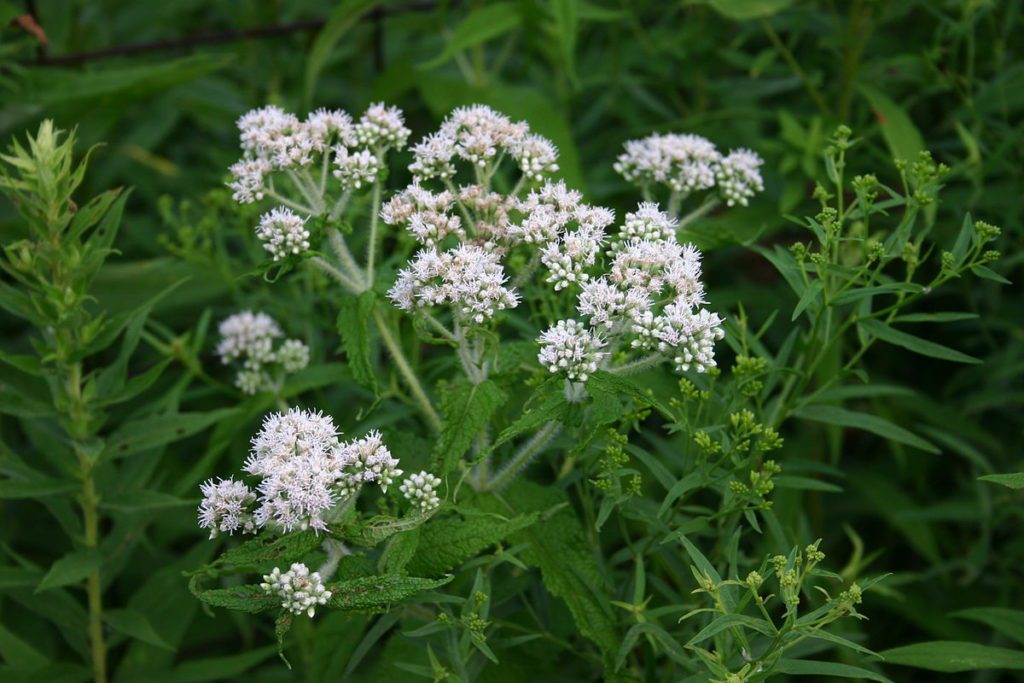 1200px-Eupatorium_perfoliatum_001