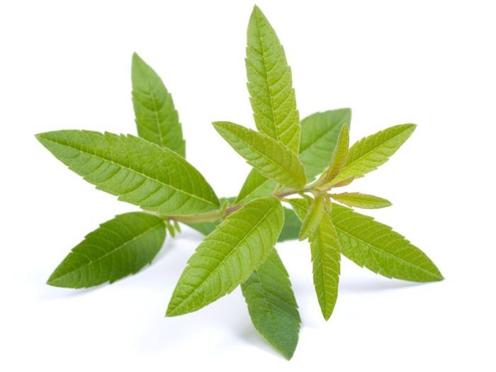 lemon Verbena