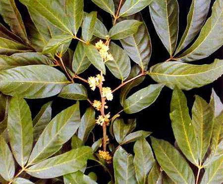 muira_puama_ptychopetalum_olacoides_img