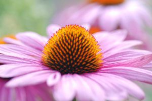 Echinacea, immune, boost immune, immune booster with Echinacea