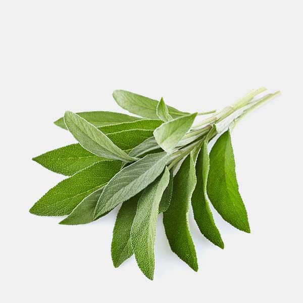 Sage